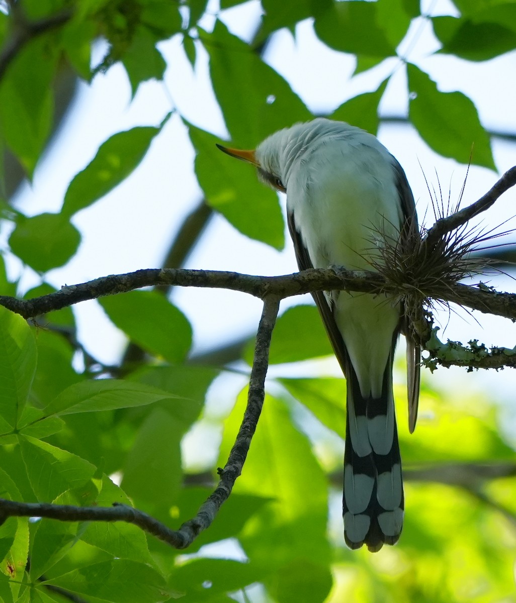 Yellow-billed Cuckoo - ML633904009