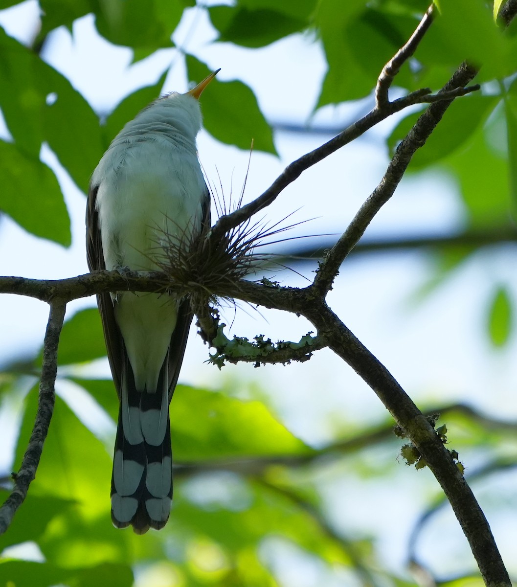 Yellow-billed Cuckoo - ML633904032