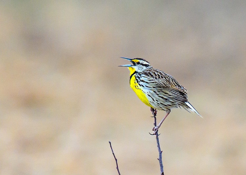 Eastern Meadowlark - ML633904042