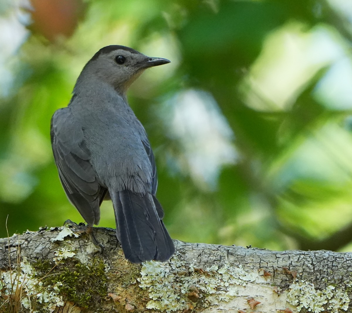Gray Catbird - ML633904067