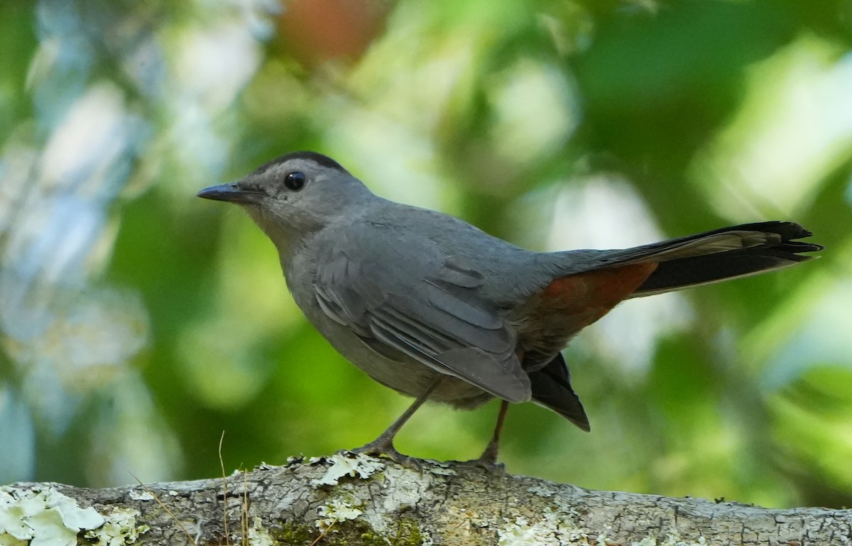 Gray Catbird - ML633904095