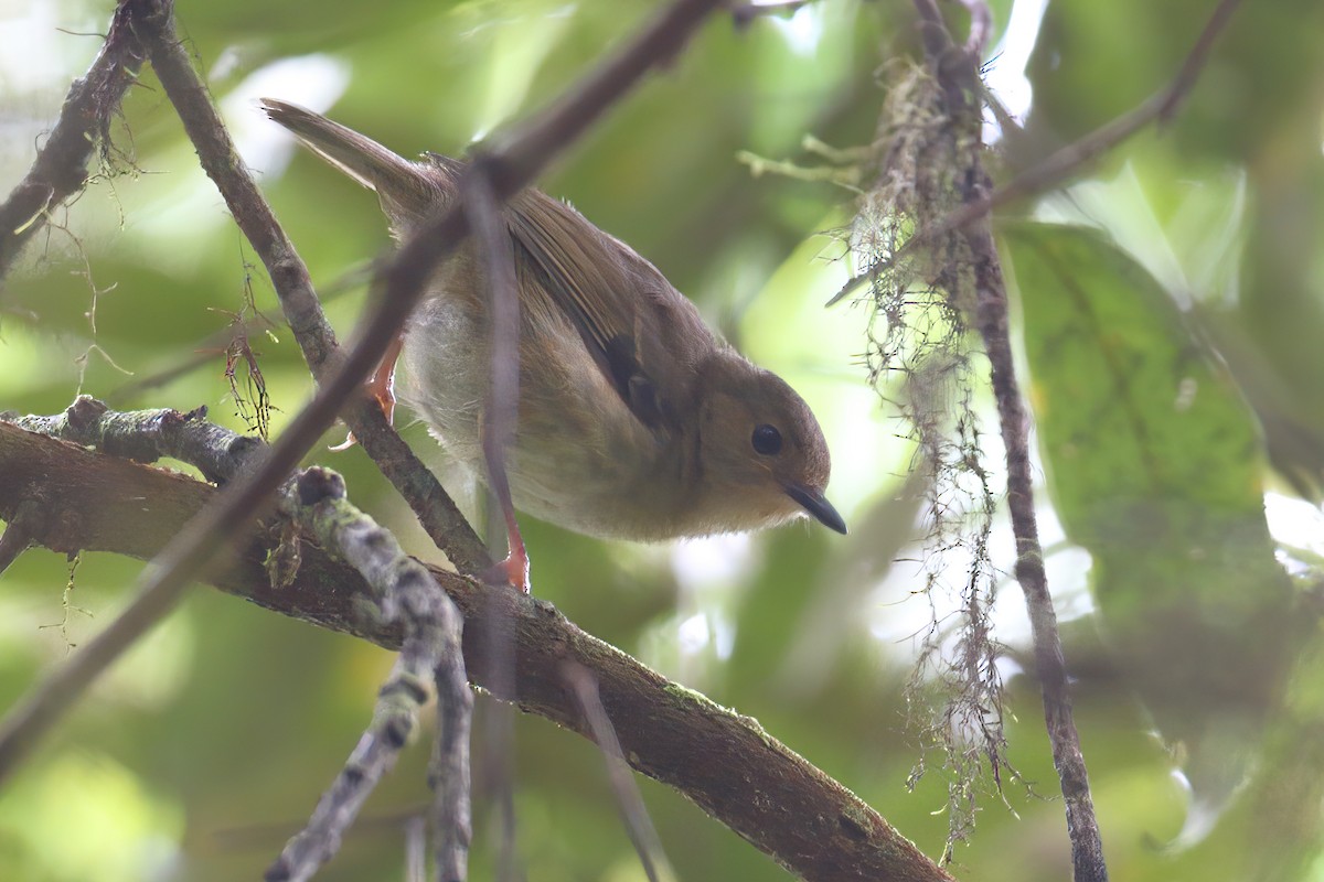 Large Scrubwren - ML633904106