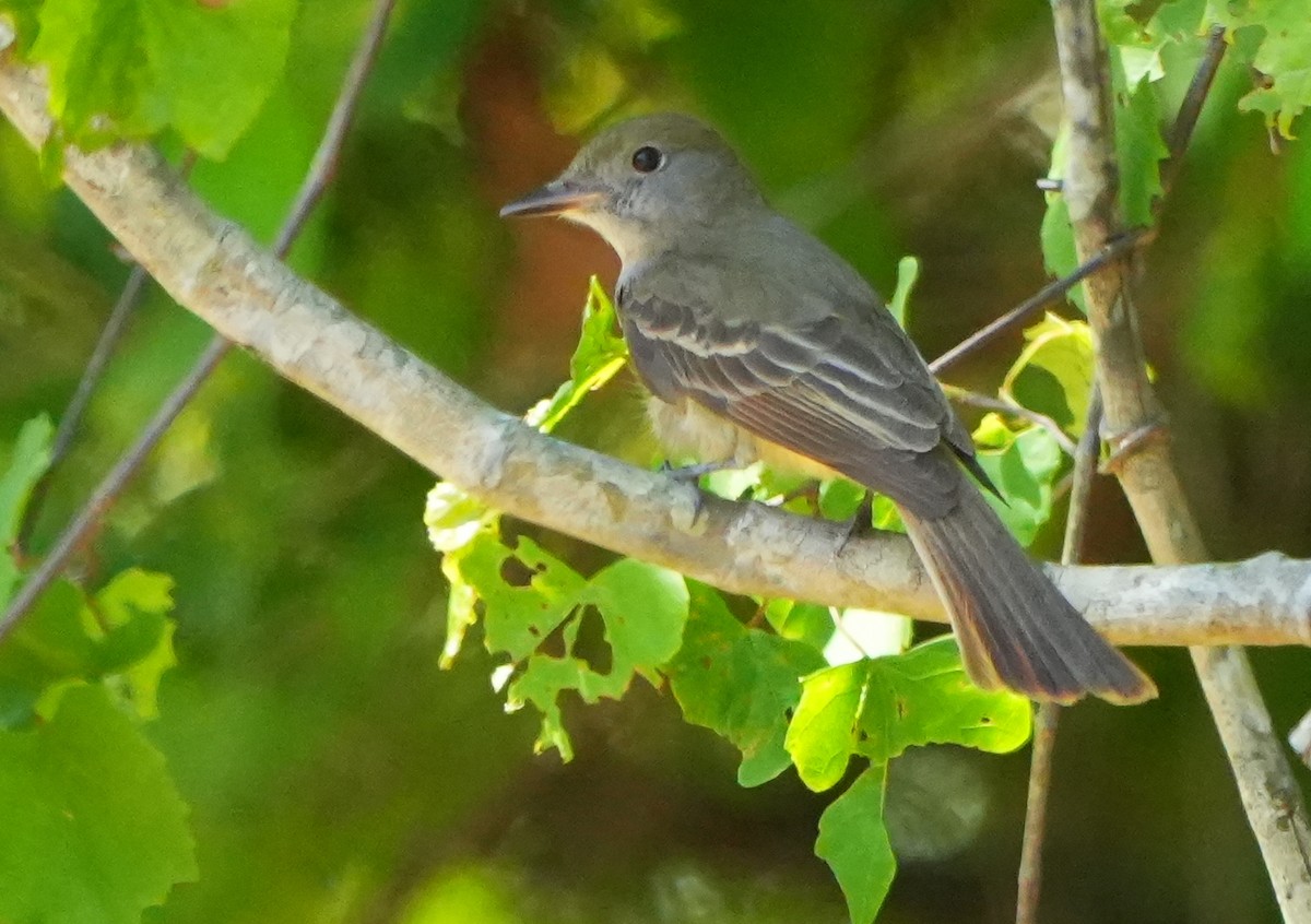 Great Crested Flycatcher - ML633904110