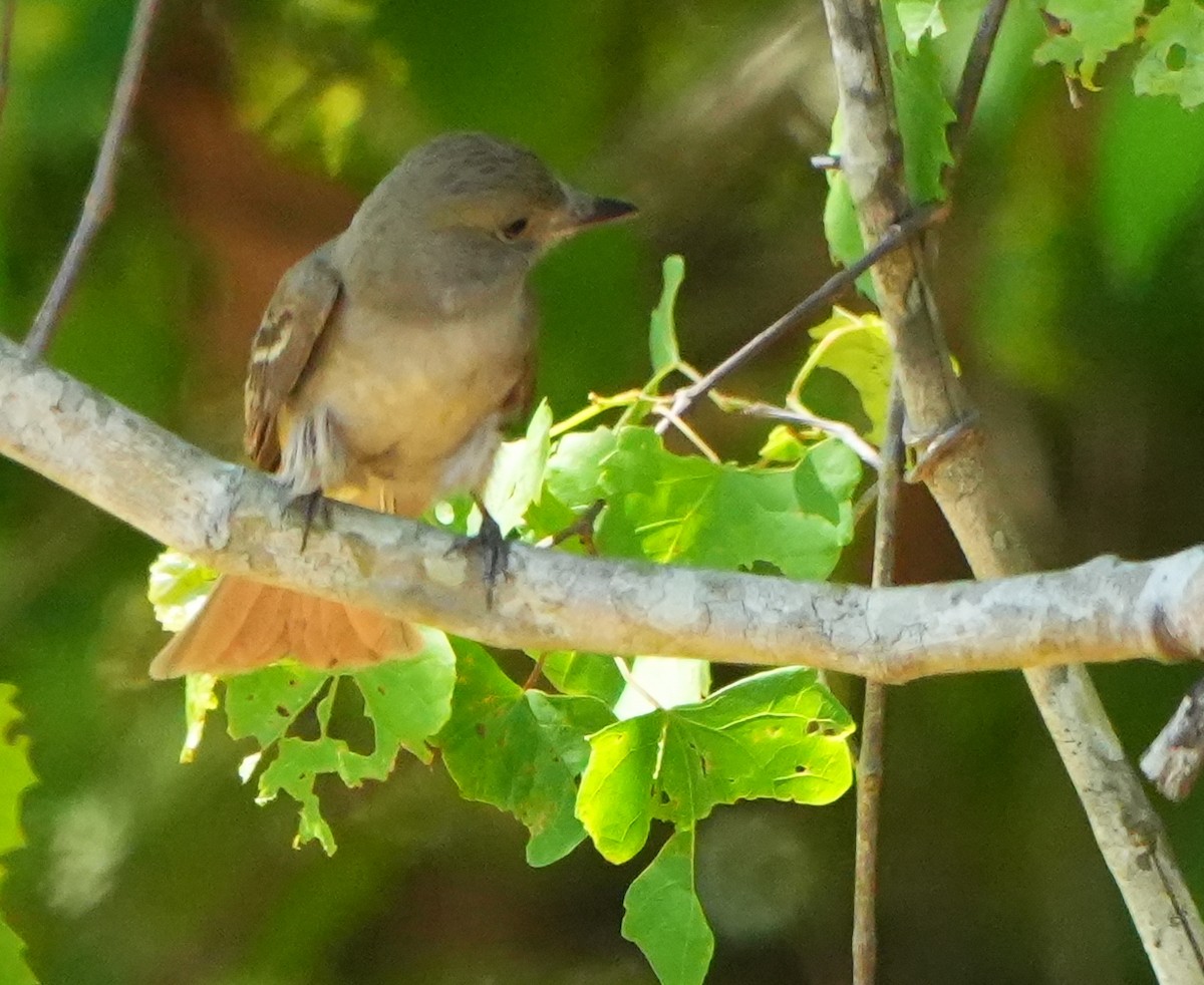 Great Crested Flycatcher - ML633904118