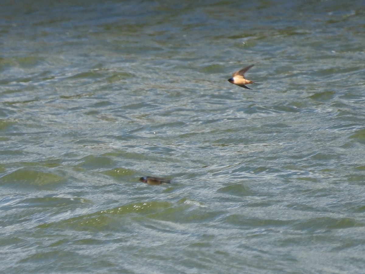 Асрын хараацай - ML633904167