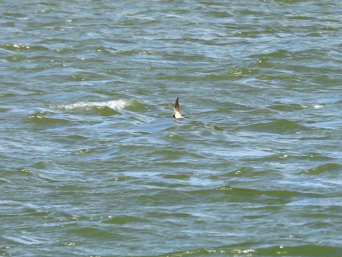 Асрын хараацай - ML633904204