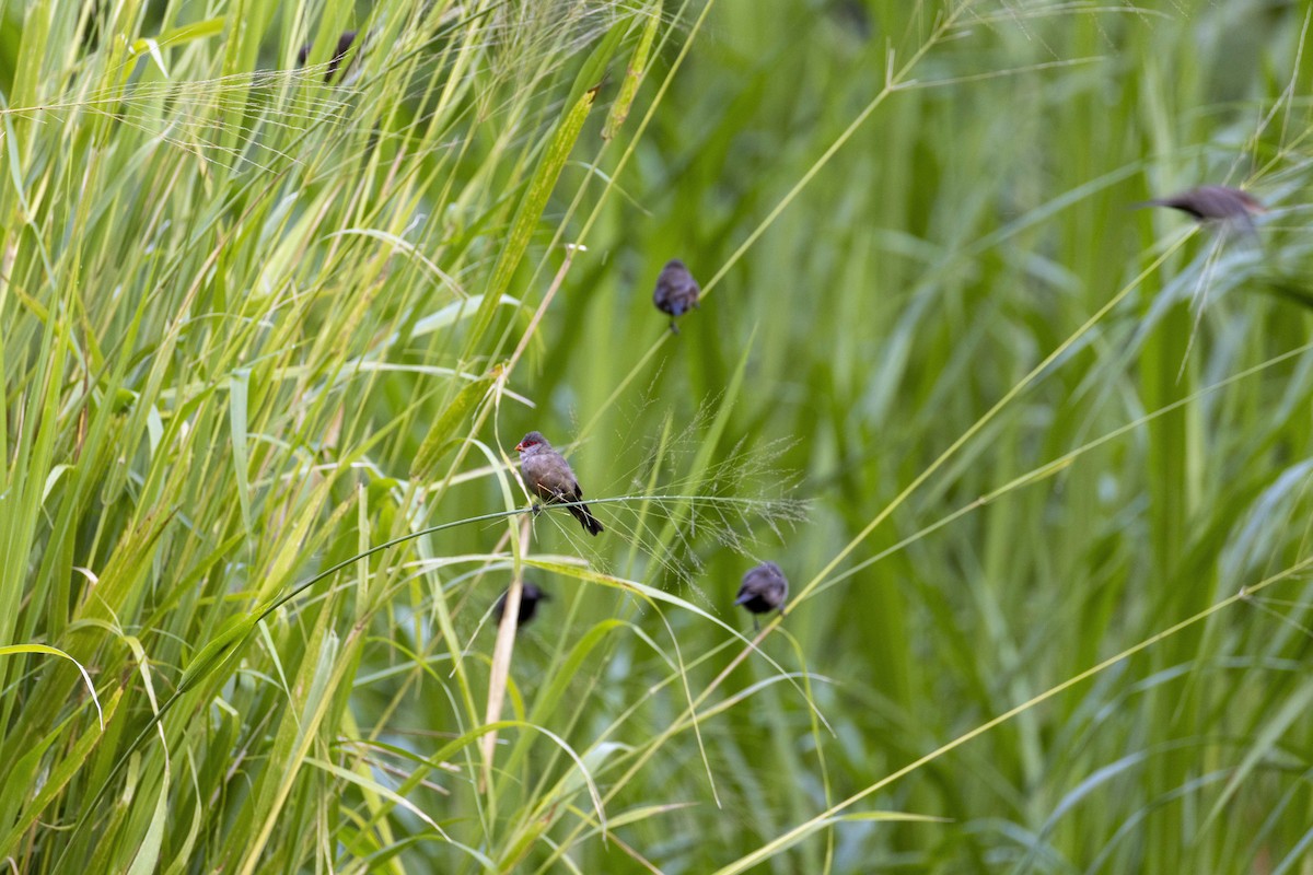 橫斑梅花雀 - ML633904251