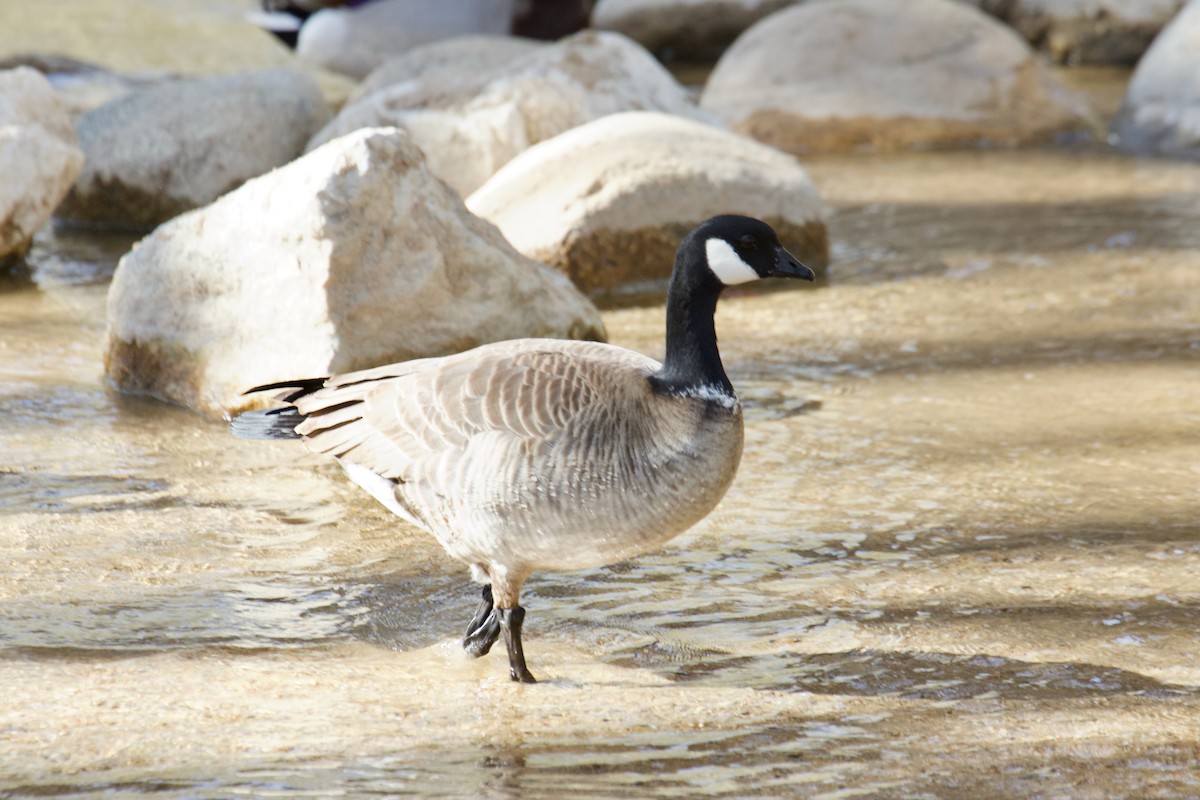 Cackling Goose - ML633904327