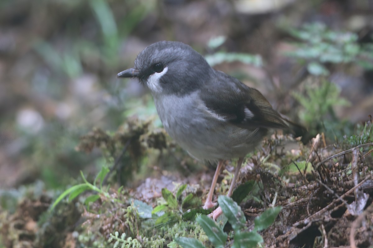 Arfak Robin - ML633904328