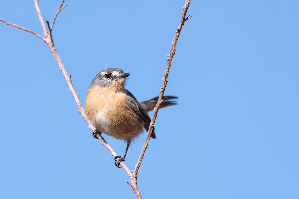 Gray-backed Tachuri - ML633904472