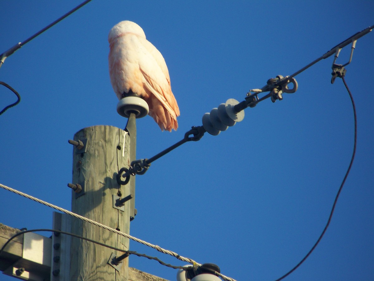 Snowy Owl - ML633904501