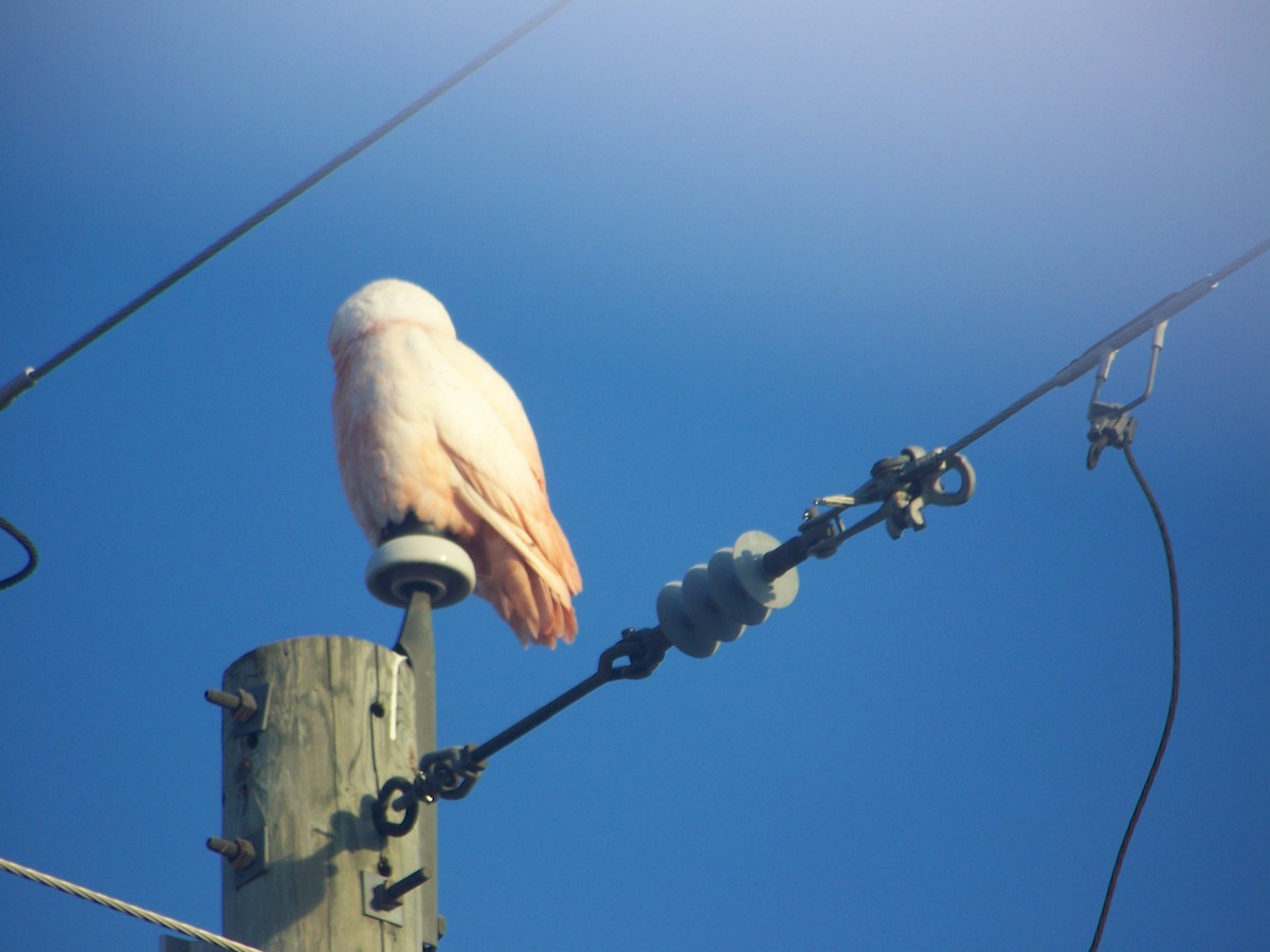 Snowy Owl - ML633904502
