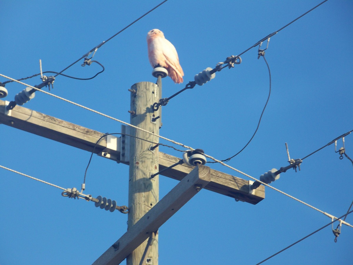 Snowy Owl - ML633904503