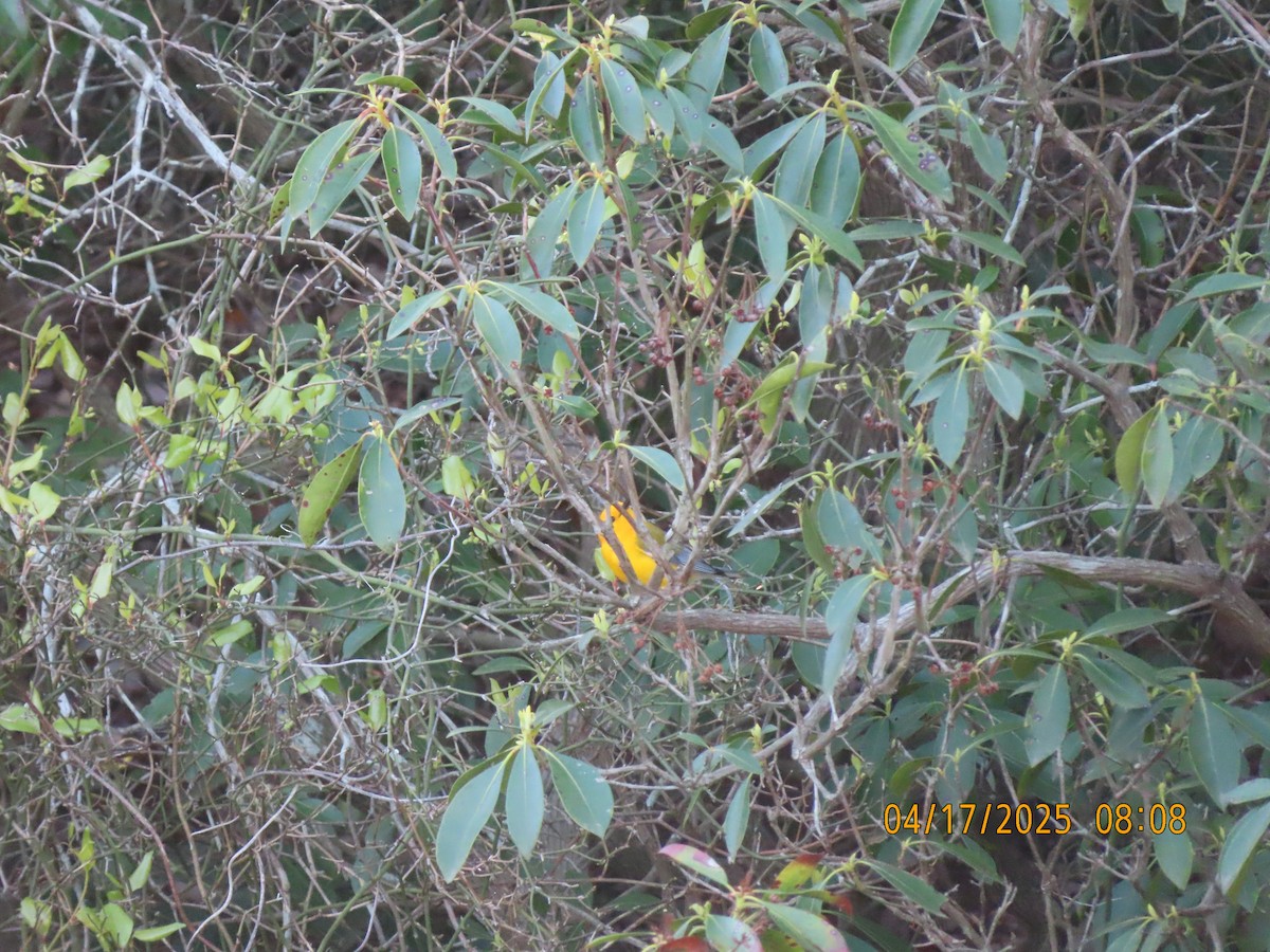 Prothonotary Warbler - ML633904539
