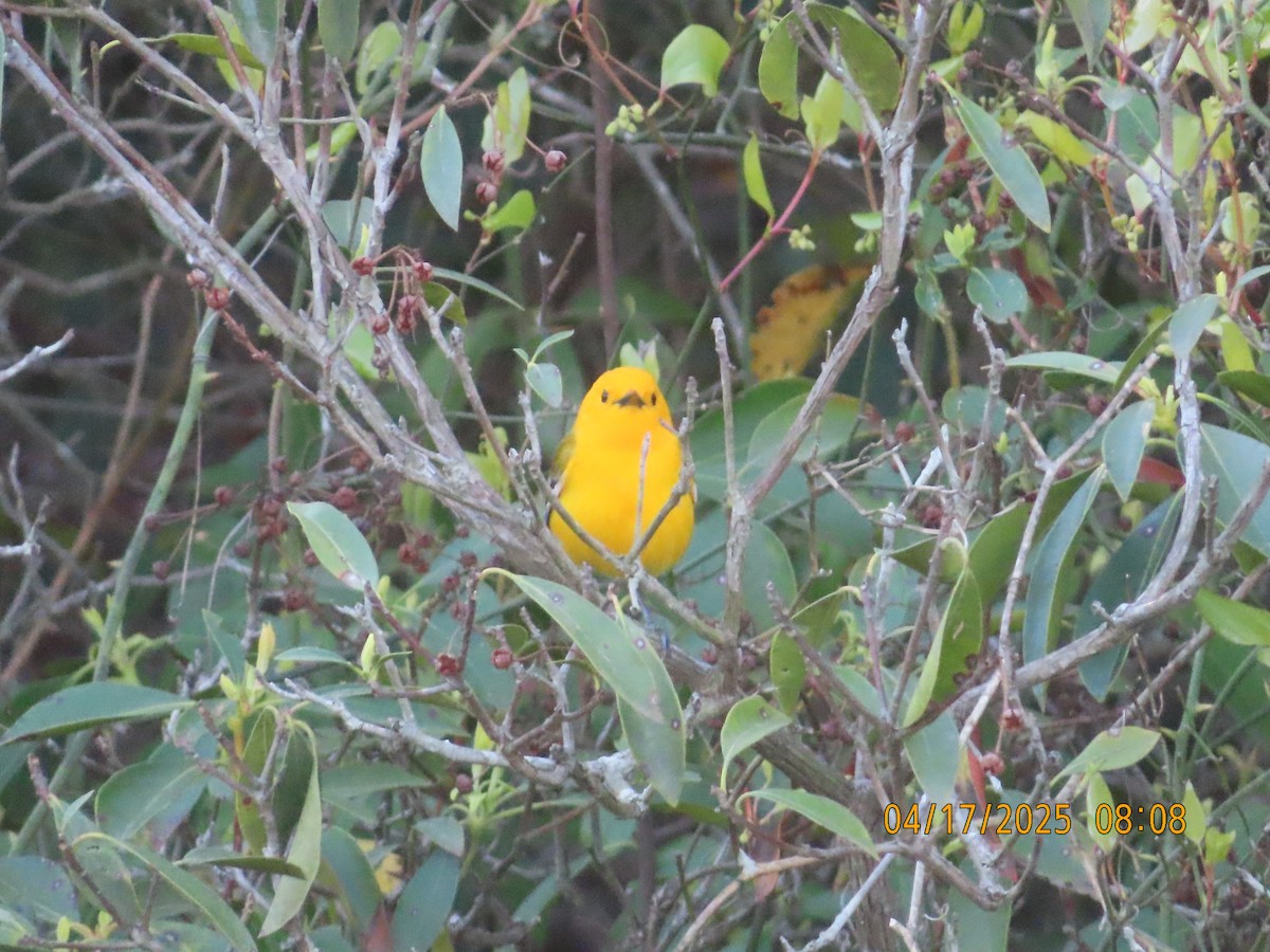 Prothonotary Warbler - ML633904544