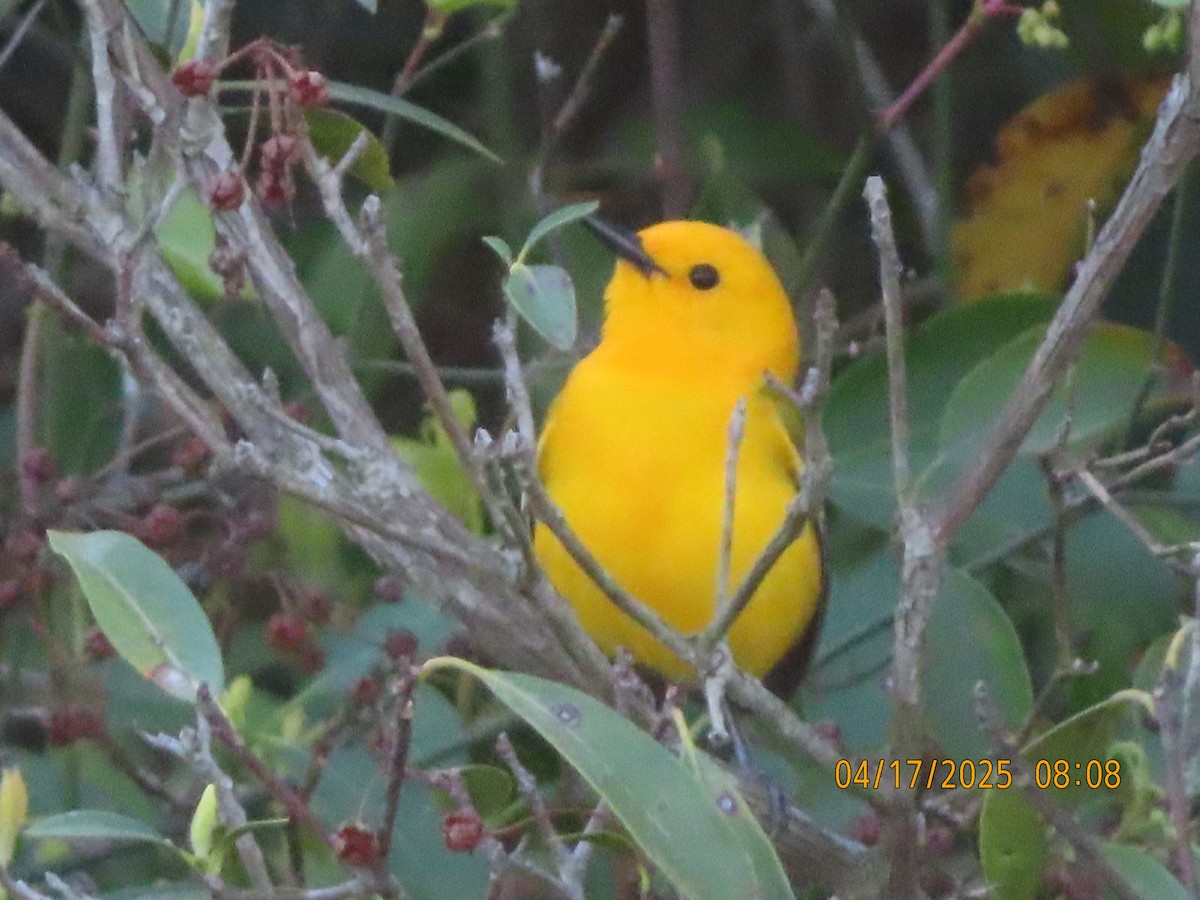Prothonotary Warbler - ML633904546