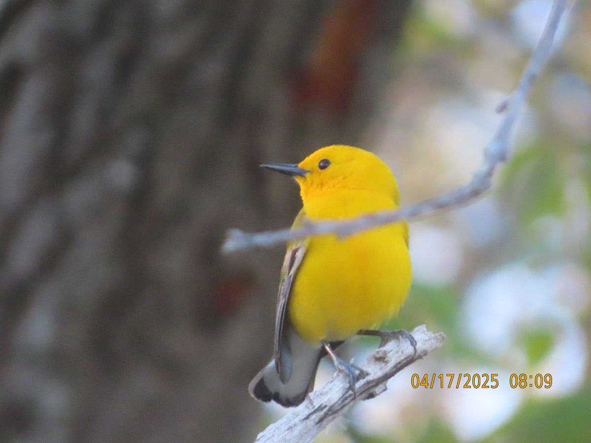 Prothonotary Warbler - ML633904555