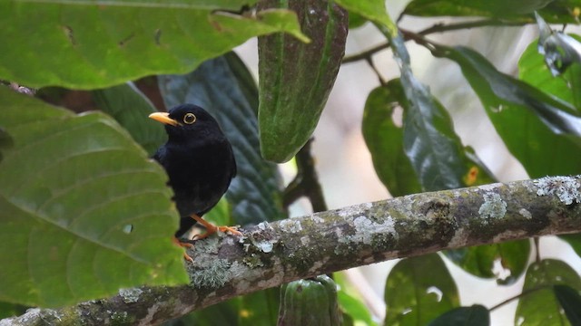 Yellow-legged Thrush - ML633904675