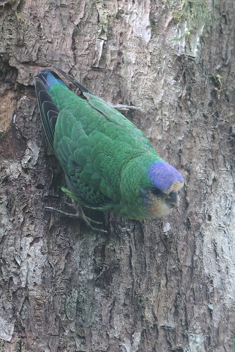 Red-breasted Pygmy-Parrot - ML633904688