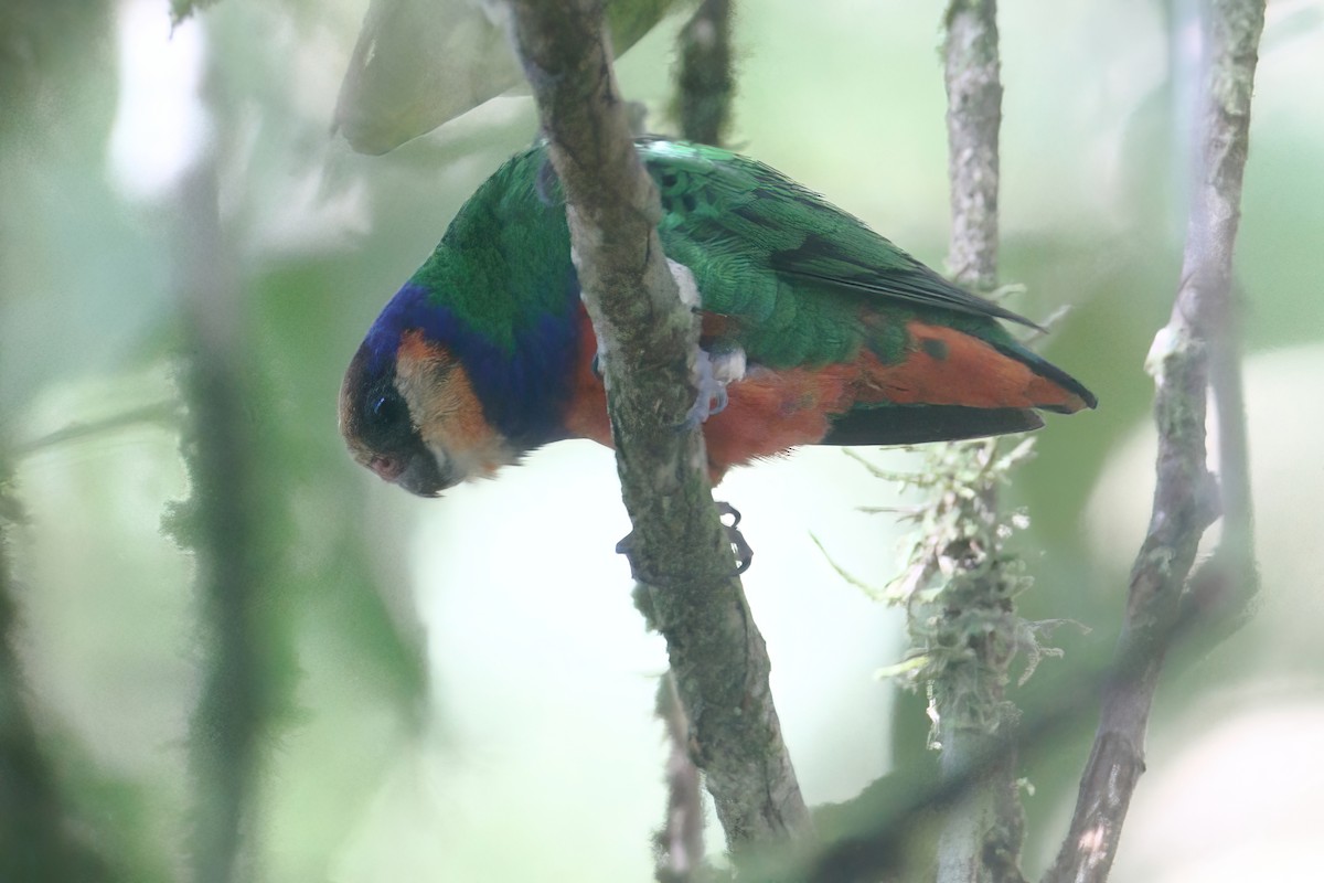 Red-breasted Pygmy-Parrot - ML633904689