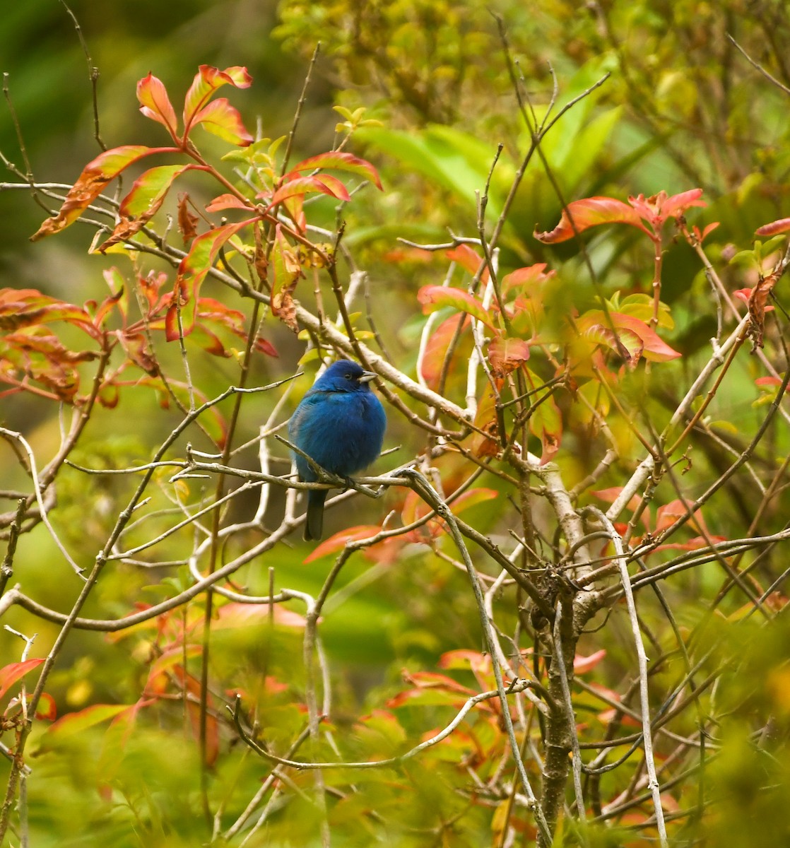 Indigo Bunting - ML633904806