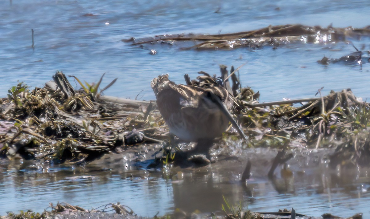 Wilson's Snipe - ML633904887