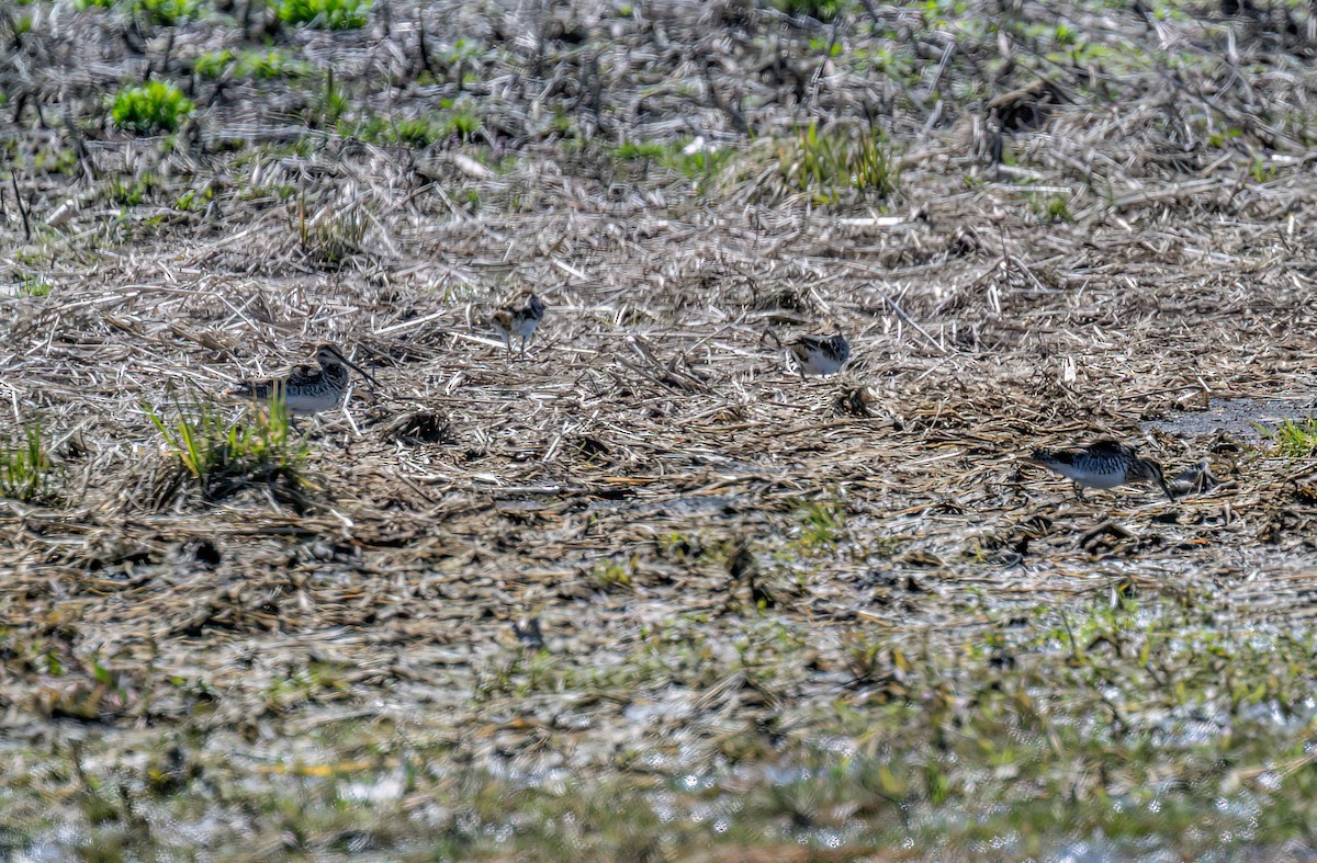 Wilson's Snipe - ML633904888
