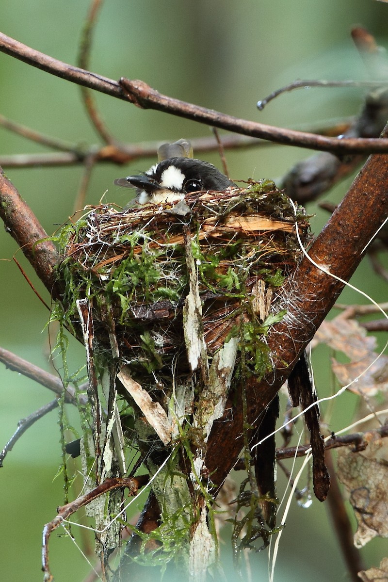 White-faced Robin - ML633904889