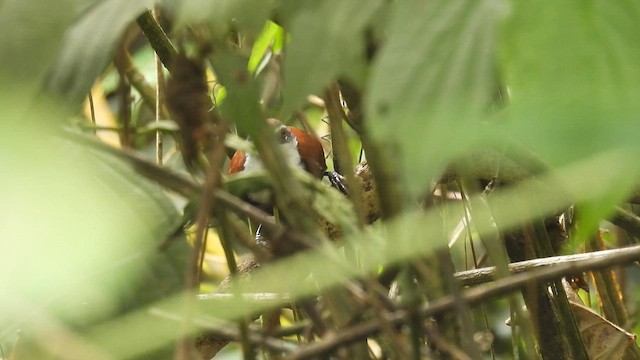 Black-bellied Wren - ML633904893