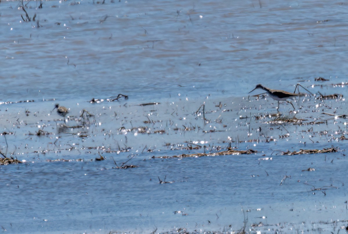Greater Yellowlegs - ML633904933
