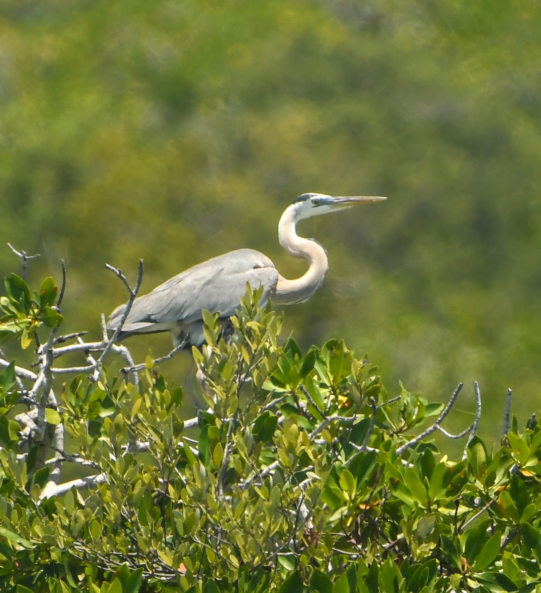 Great Blue Heron - ML633905038