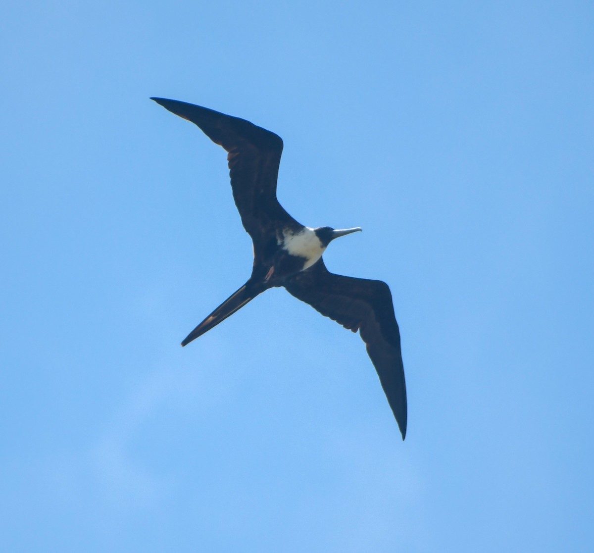 Magnificent Frigatebird - ML633905056