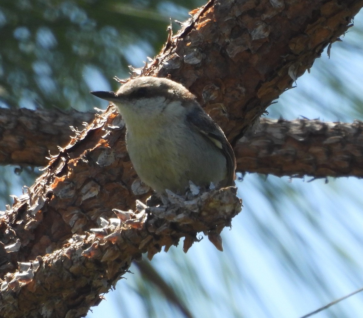 Brown-headed Nuthatch - ML633905081