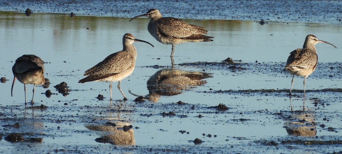 Whimbrel (Hudsonian) - ML633905145