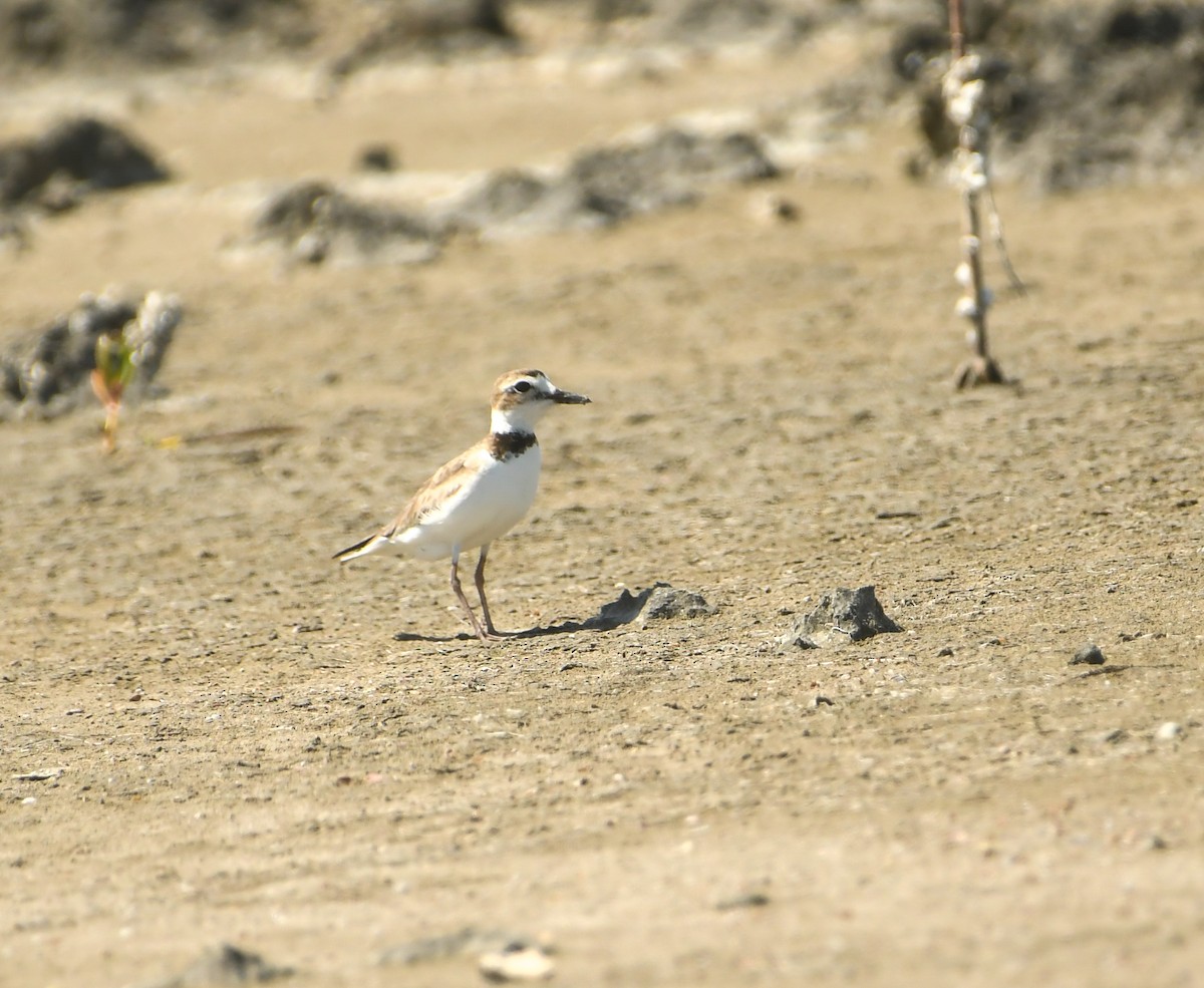 Wilson's Plover - ML633905244