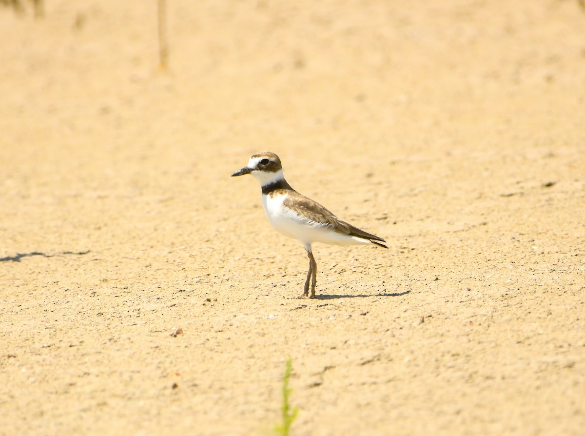 Wilson's Plover - ML633905246