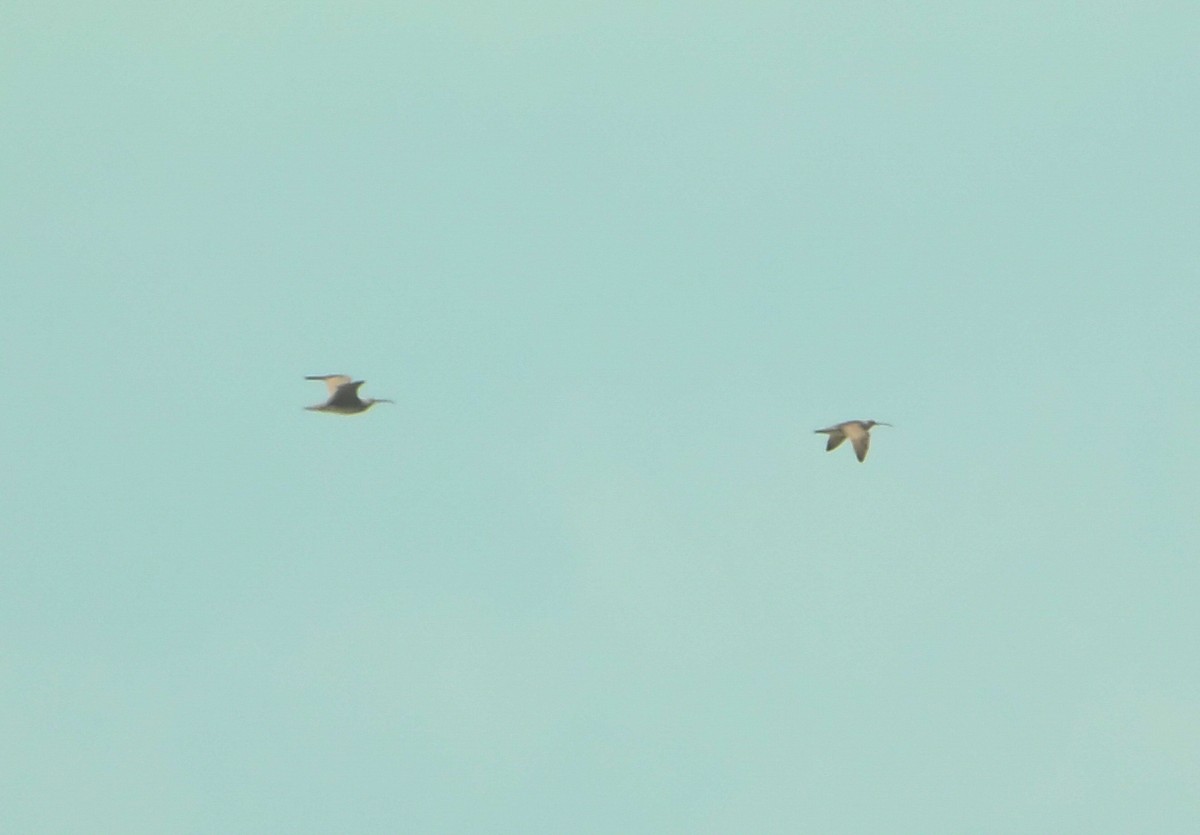 美洲中杓鷸 - ML633905251