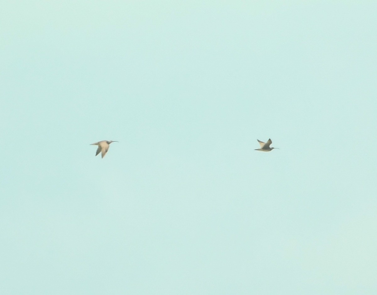 美洲中杓鷸 - ML633905252