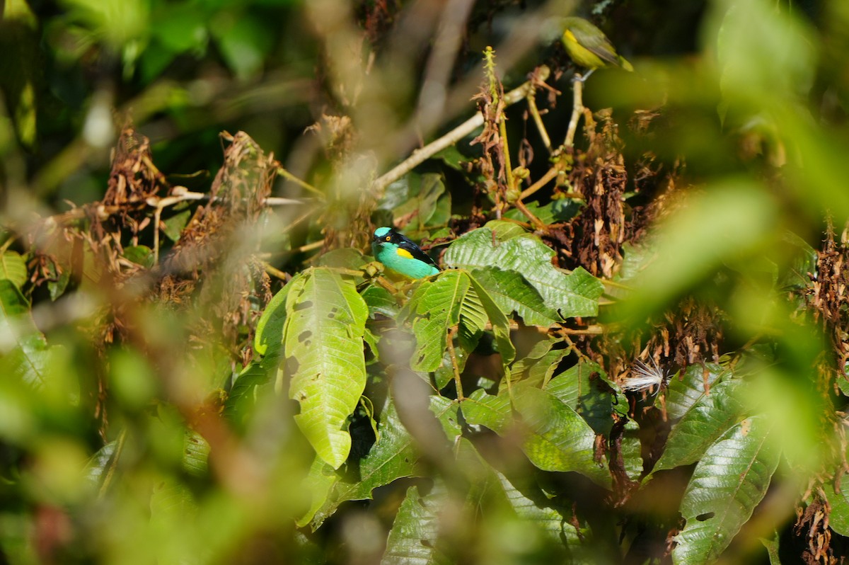 Black-faced Dacnis - ML633905266