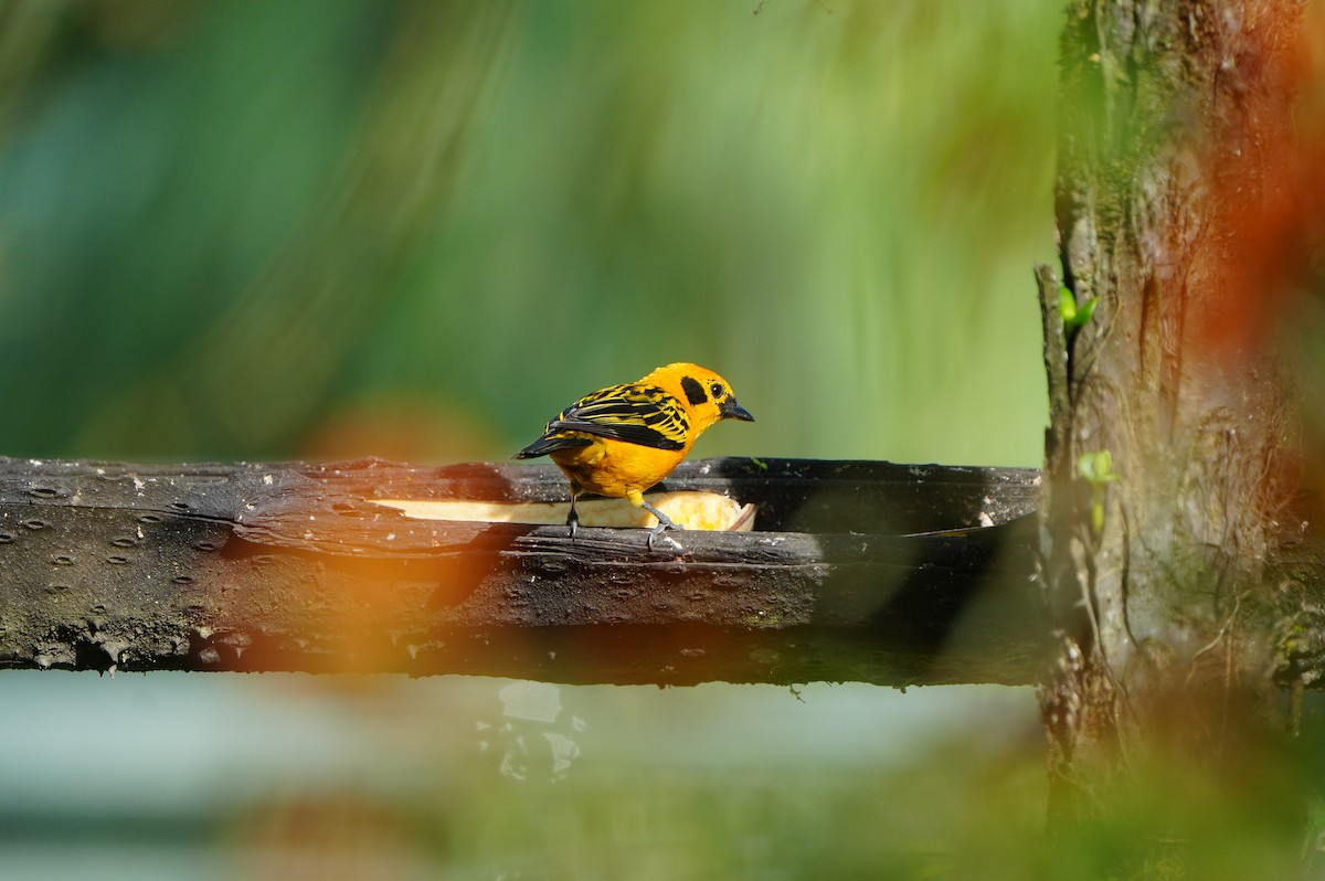 Golden Tanager - ML633905273