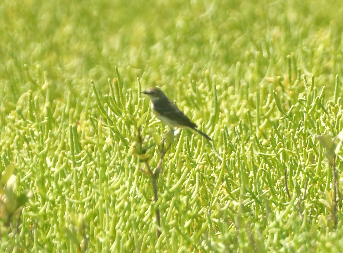 Yellow-rumped Warbler - ML633905276