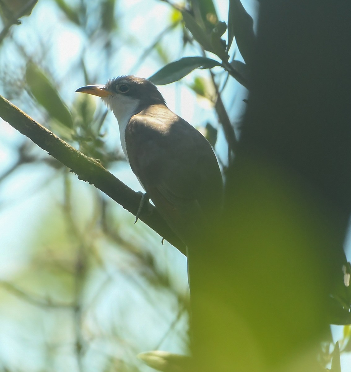 Yellow-billed Cuckoo - ML633905337
