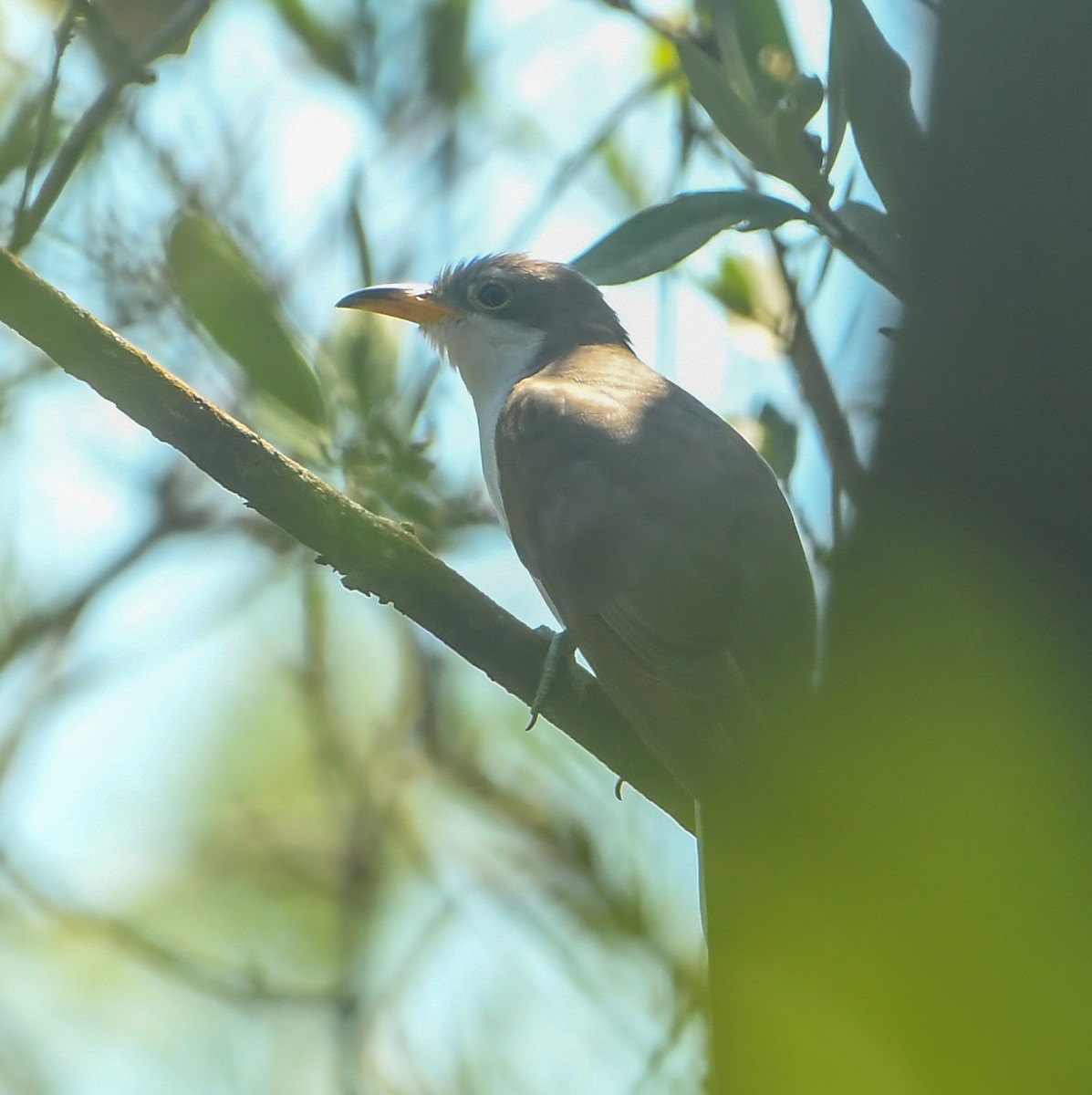 Yellow-billed Cuckoo - ML633905338