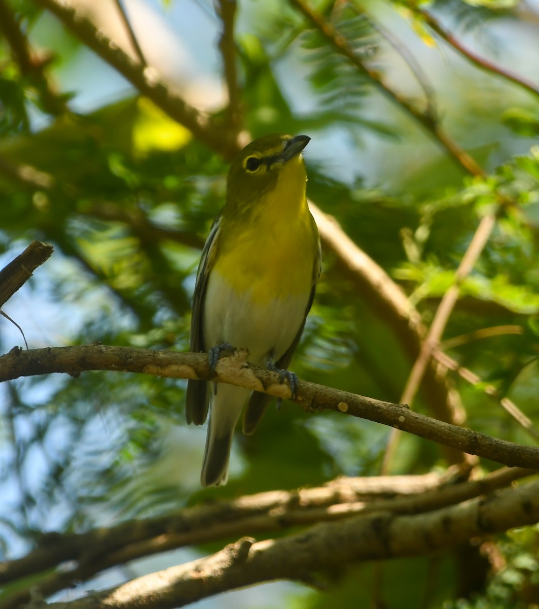 Yellow-throated Vireo - ML633905369