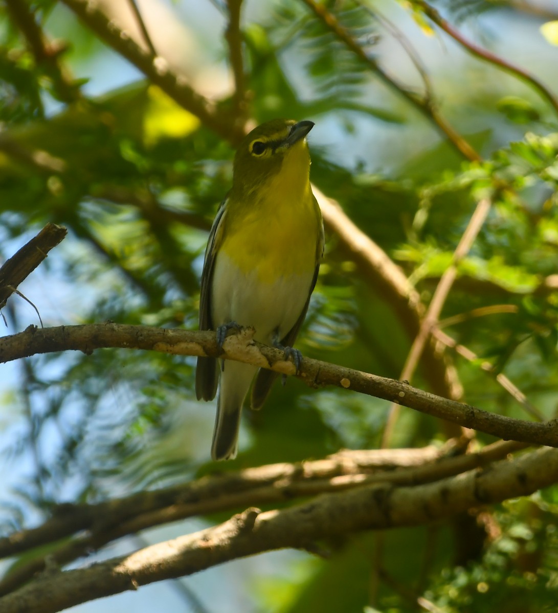 Yellow-throated Vireo - ML633905370