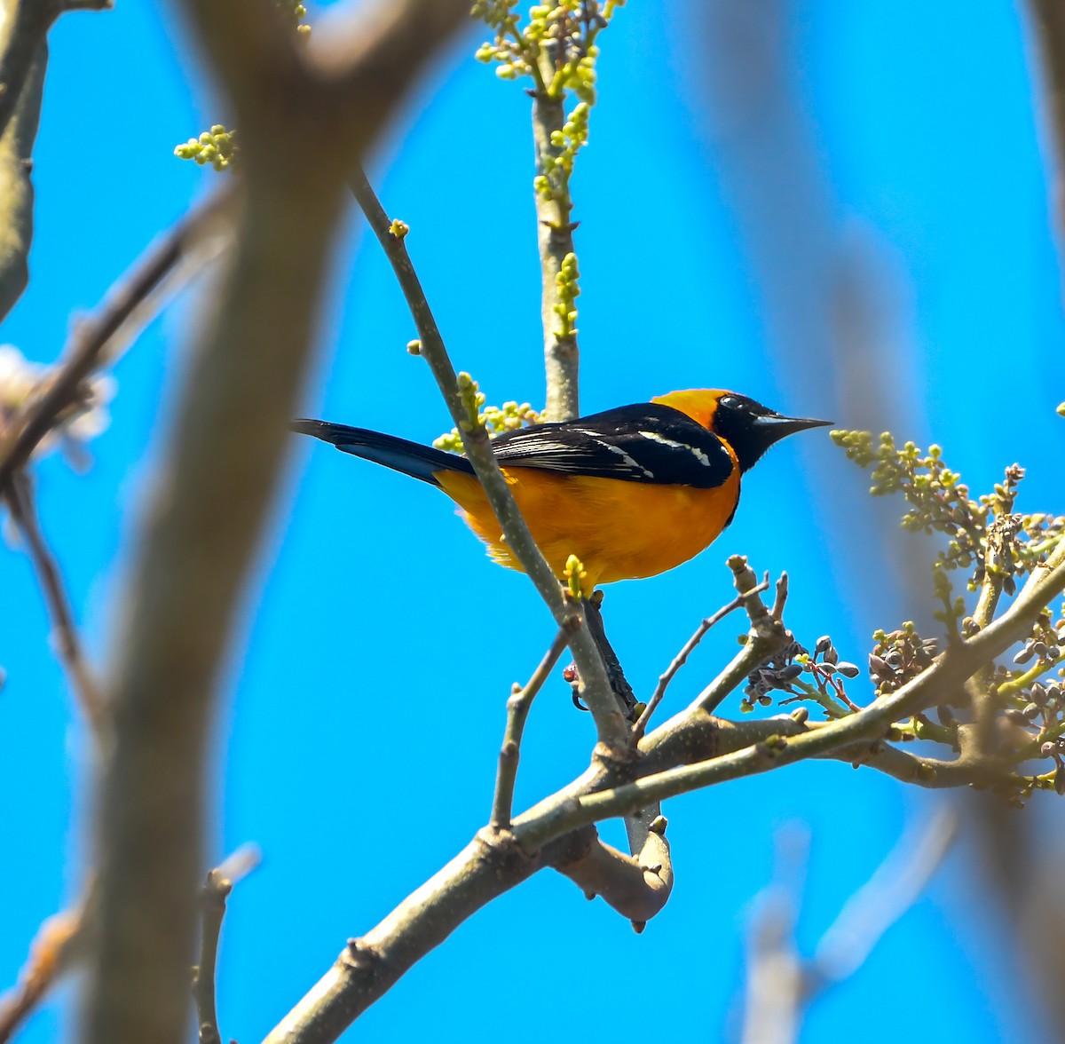 Hooded Oriole - ML633905395