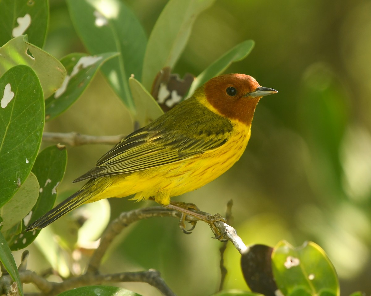 Mangrove Yellow Warbler (Mexican) - ML633905405