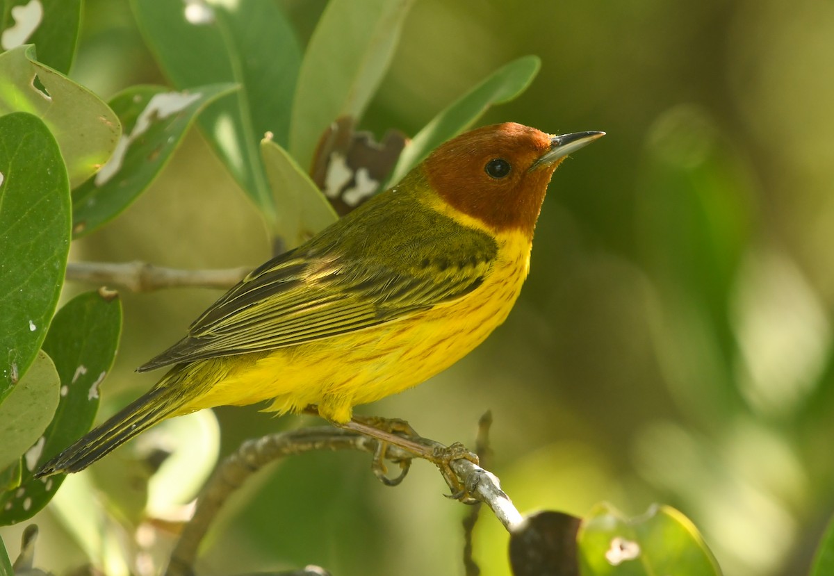 Mangrove Yellow Warbler (Mexican) - ML633905408