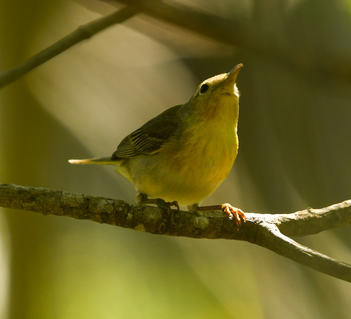 Mangrove Yellow Warbler (Mexican) - ML633905409