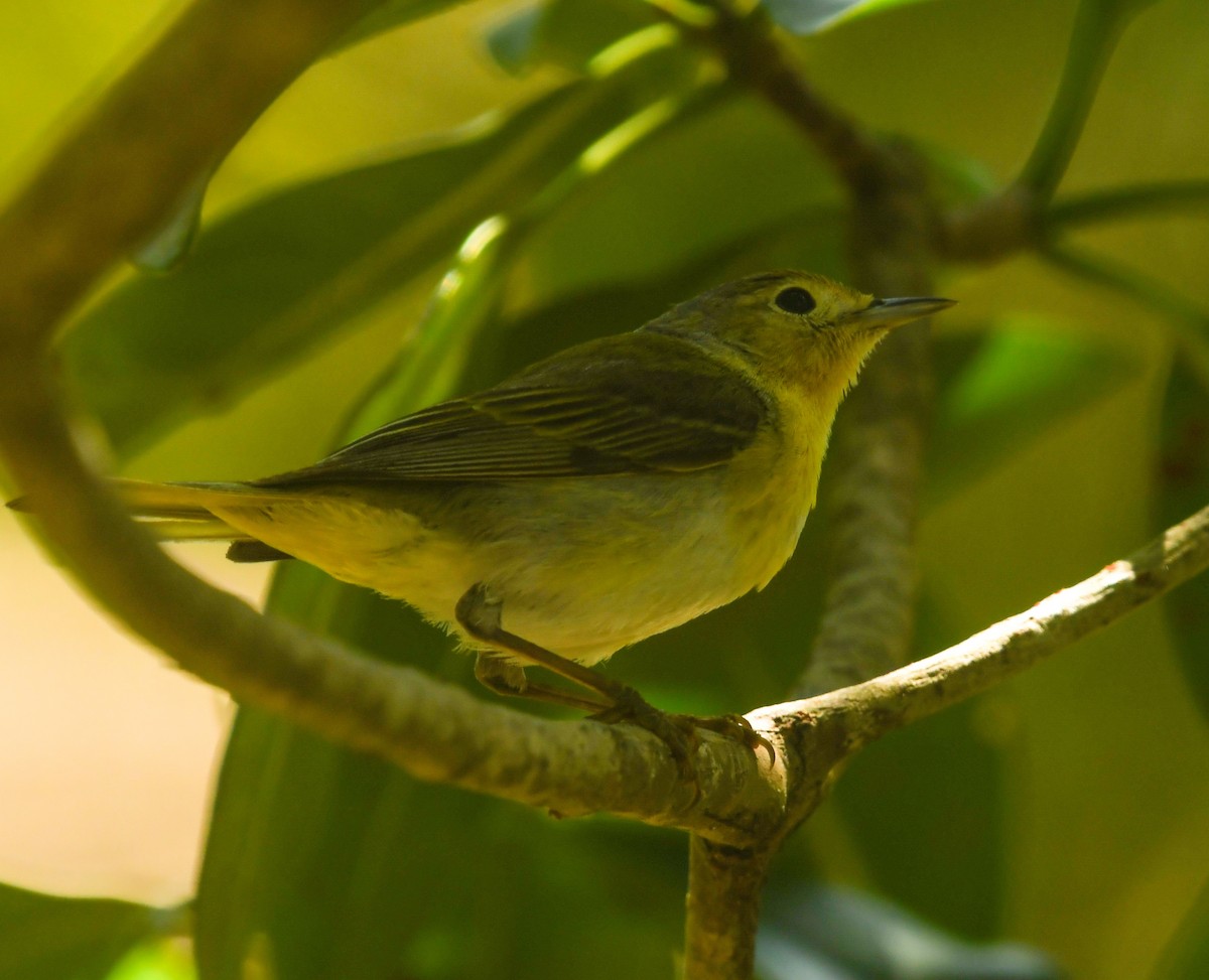 Mangrove Yellow Warbler (Mexican) - ML633905410